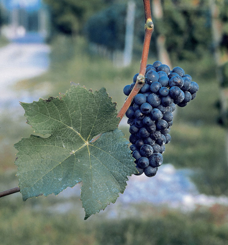 grappolo di Pinot Nero
